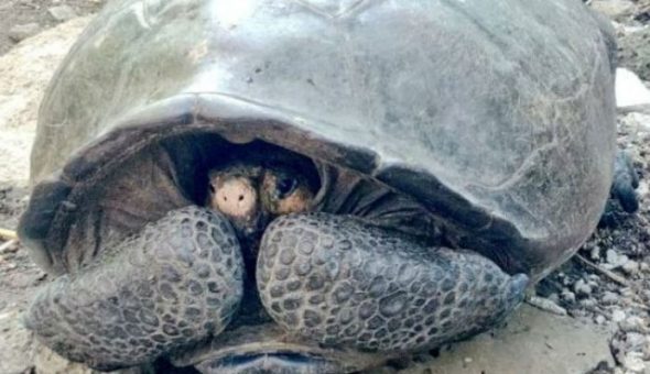 El increíble hallazgo de una tortuga gigante que se creía extinta desde