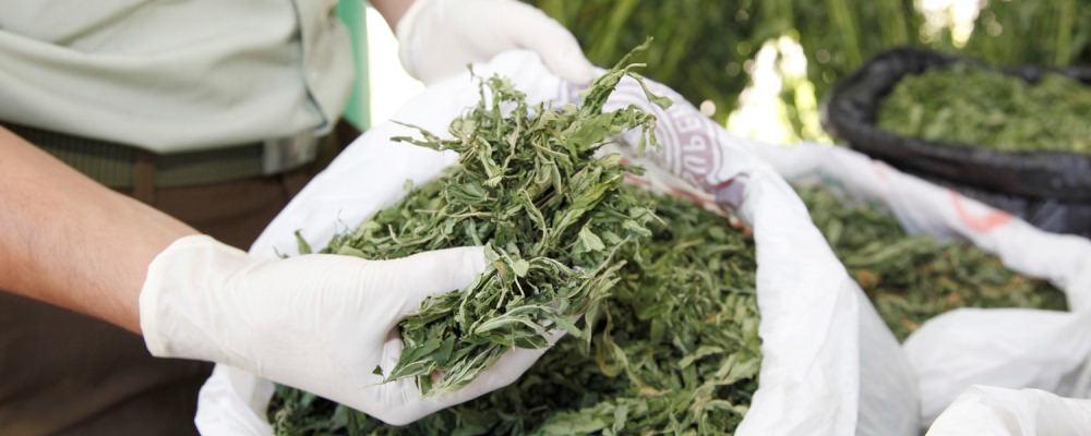 Carabineros-Os7-Marihuana-62 web