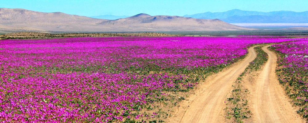 atacama desierto florido web