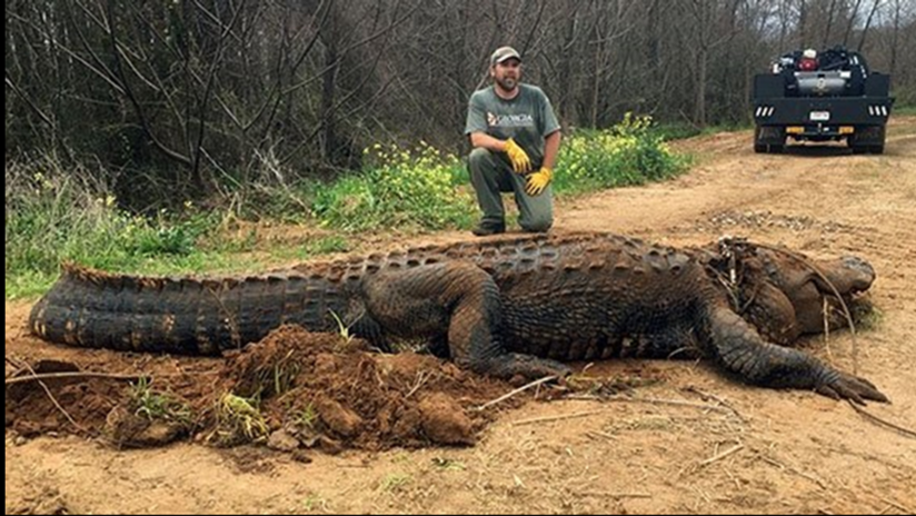 Cocodrilo gigante es encontrado en Estados Unidos — Futuro Chile