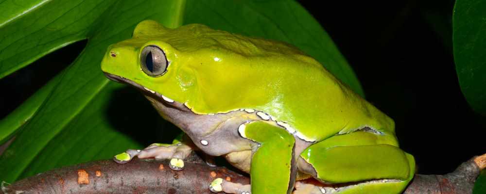 Rana venenosa amazónica