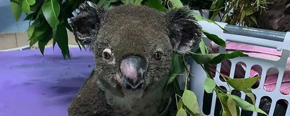 Koala