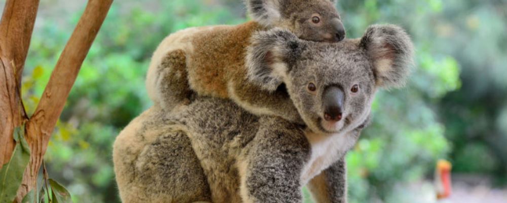 koala Australia