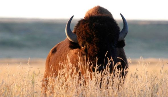 Una mujer se hace la muerta para evitar el ataque de un bisonte en ...