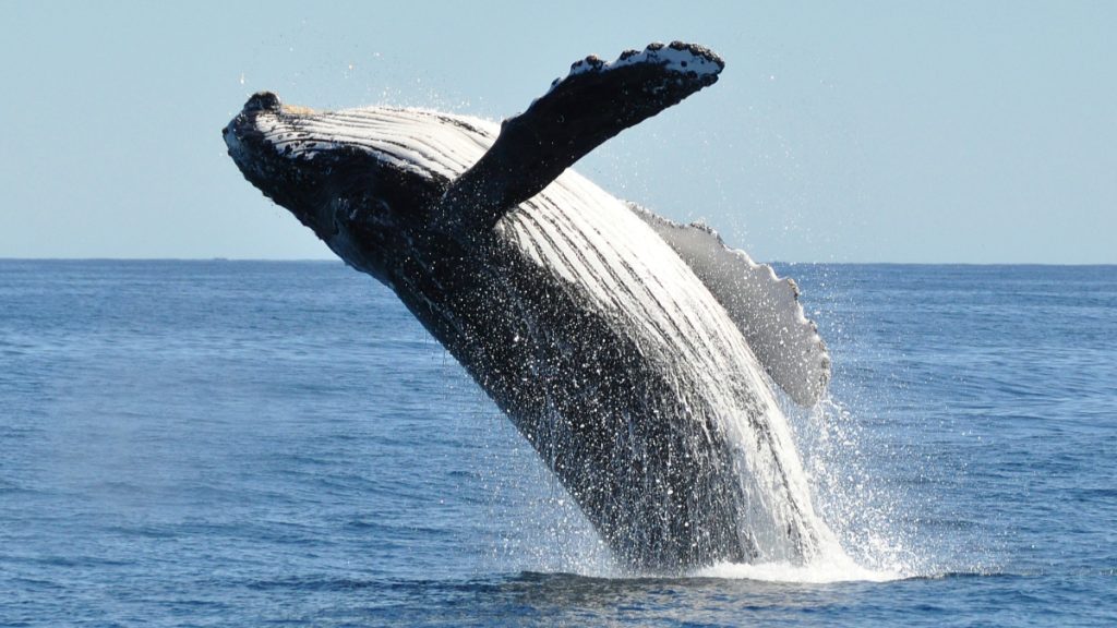 órgano Reproductor De Una Ballena