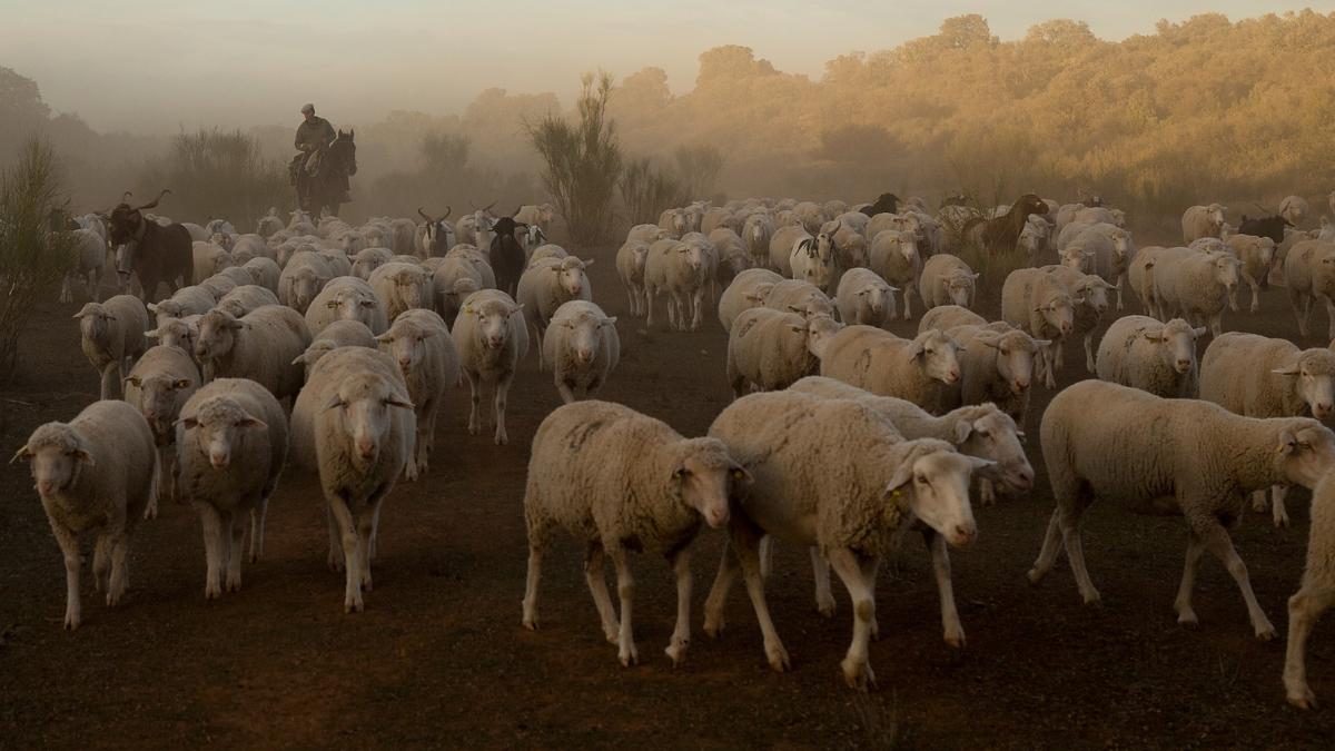 hay ovejas en china