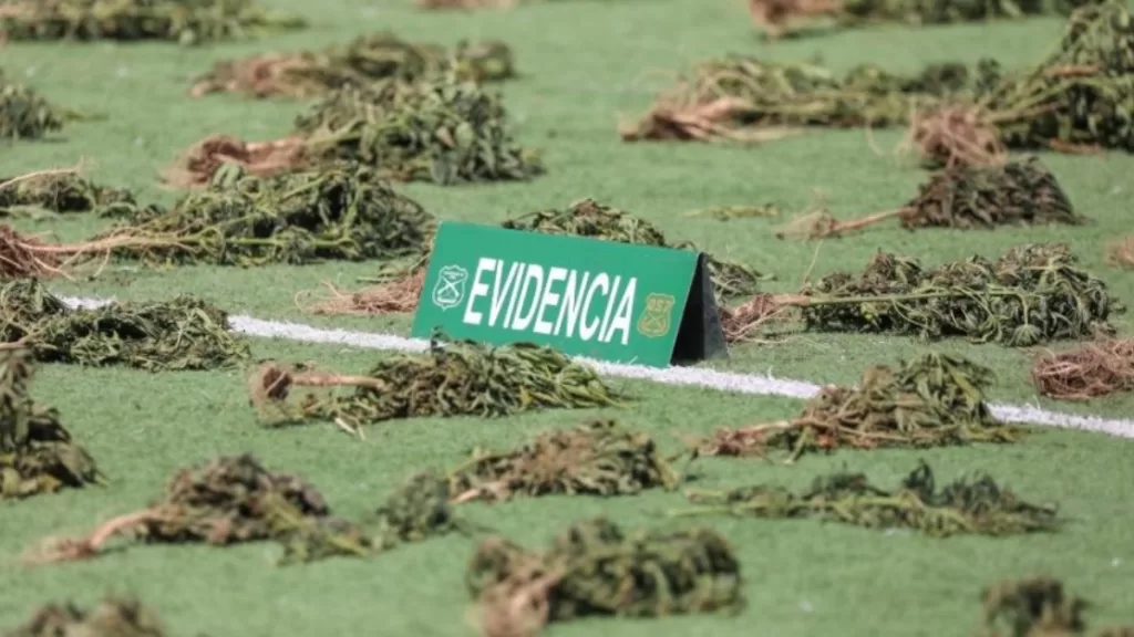 Marihuana La Pintana