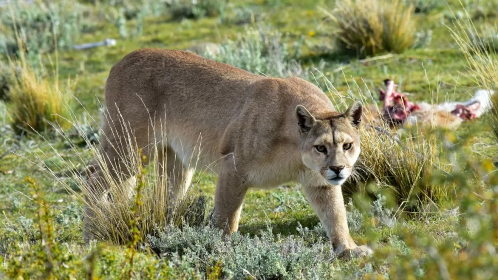 Puma Concolor